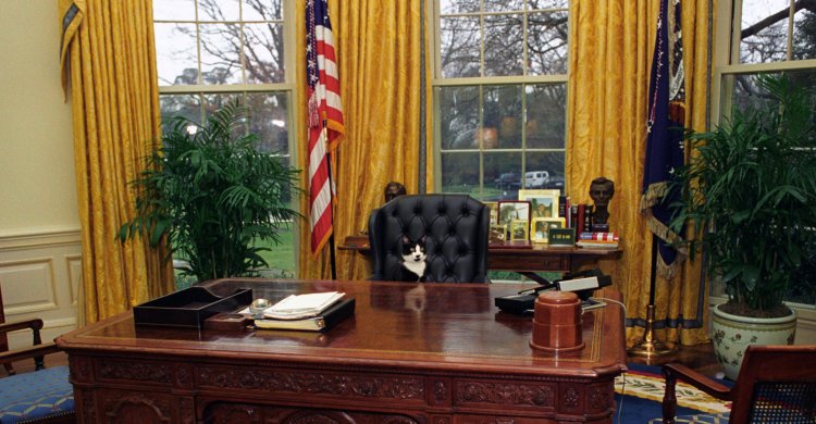 ‘Purr-fect’ Press Panders Over Biden’s New Cat